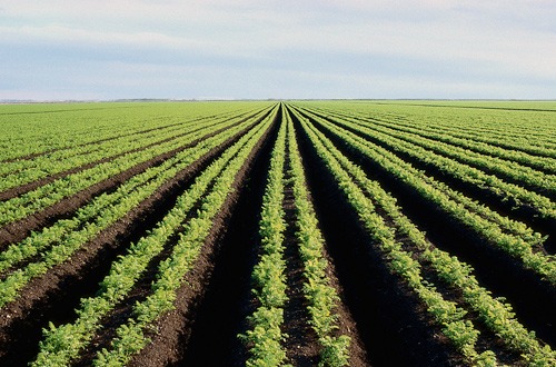 AgriSA to train Northern Cape women to farm
