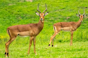 Save the African Startup Gazelle and Forget the Lesser-Spotted Unicorn