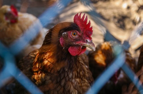chicken poultry industry