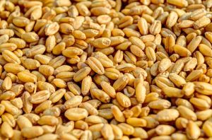 wheat-grain-agriculture-seed-54084