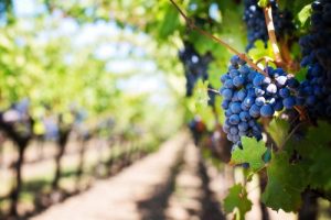 purple-grapes-vineyard