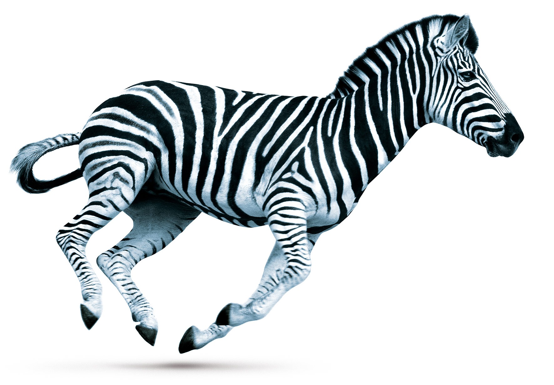 Investec Zebra