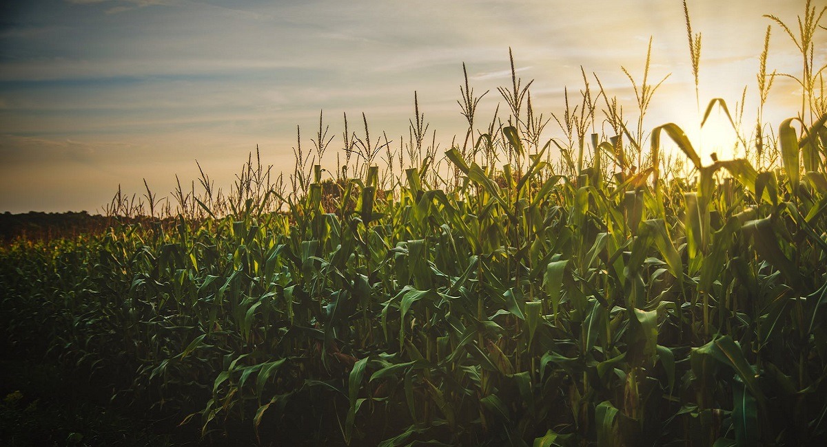 land issue impact agriculture