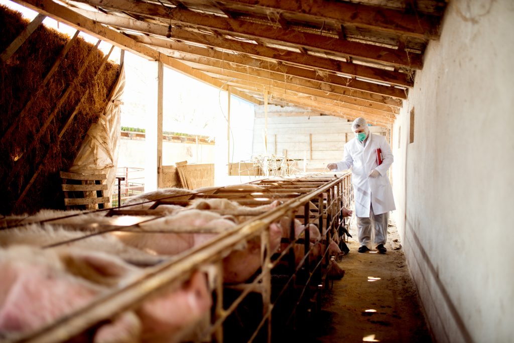 pig farming business 